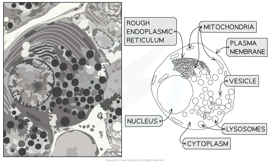 Electron micrograph of an animal cell with labelled diagram: rough endoplasmic reticulum, mitochondria, plasma membrane, nucleus, cytoplasm, lysosomes, vesicle.