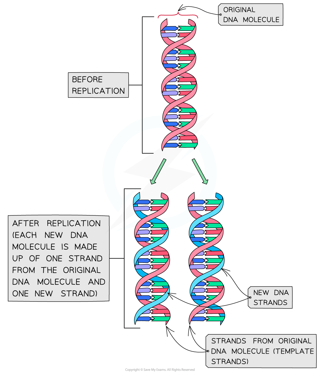 DNA replication diagram showing original DNA molecule splitting into two new molecules; each consists of one original strand and one new strand.