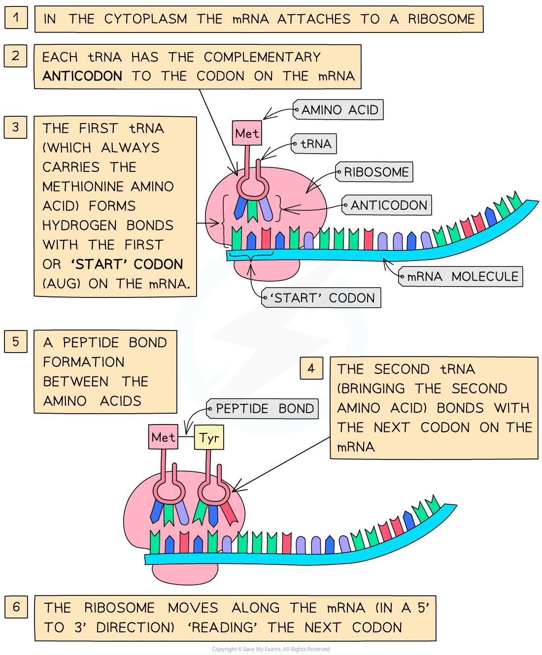 Diagram illustrating protein synthesis: mRNA attaches to ribosome; tRNA with anticodon bonds to codon; peptide bond forms; ribosome reads mRNA sequence.