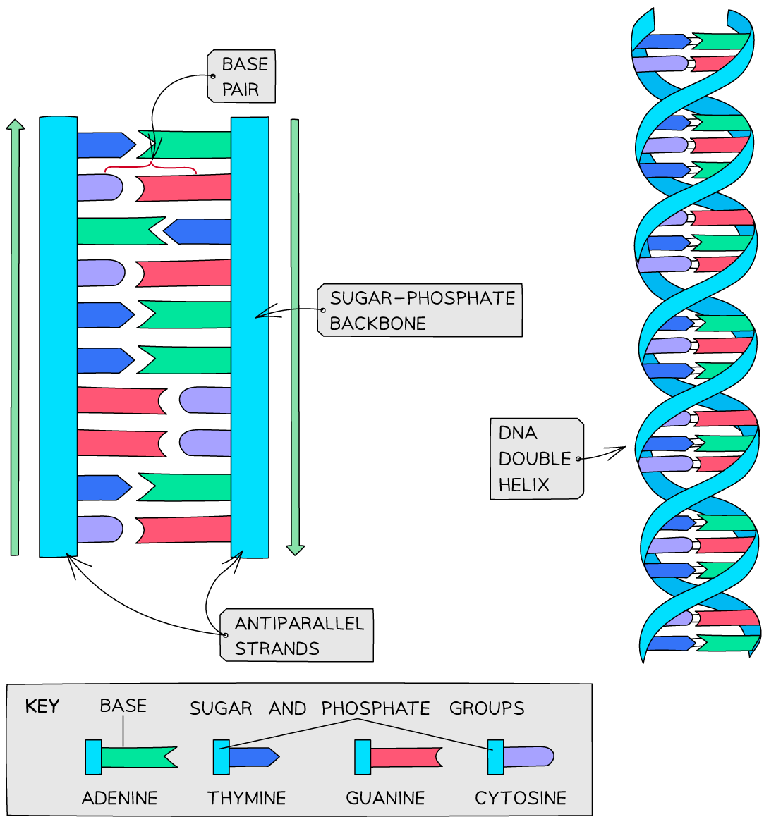 Diagram of DNA structure showing base pairs, sugar-phosphate backbone, and antiparallel strands with key for adenine, thymine, guanine, cytosine.
