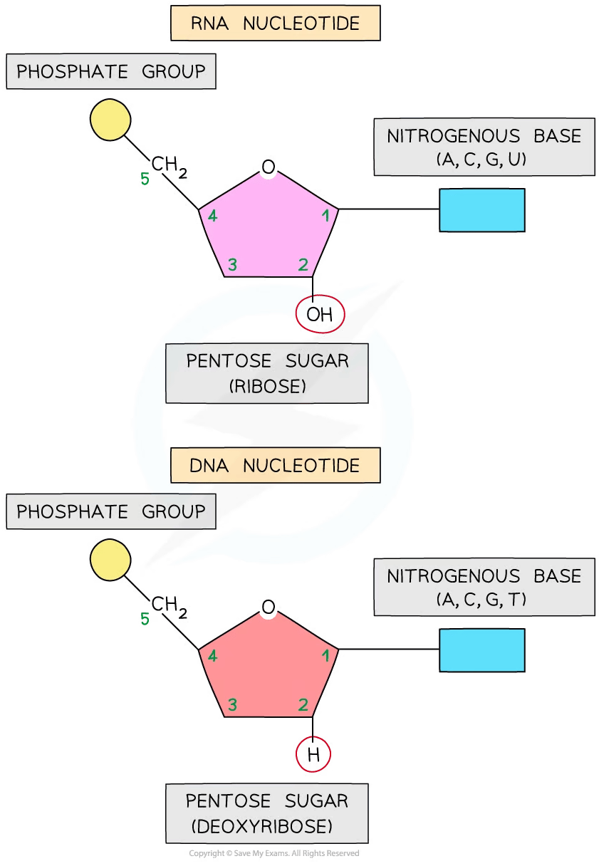 A DNA and RNA nucleotide structure comparison