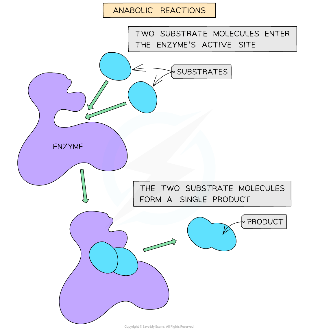 Diagram illustrating anabolic reactions: two substrate molecules enter an enzyme's active site, forming a single product. Arrows indicate process.