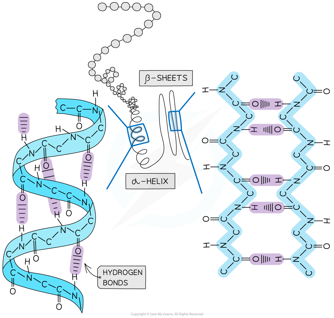Diagram of protein structures showing an alpha-helix, beta-sheets, and peptide chains with hydrogen bonds, illustrating secondary protein structure.