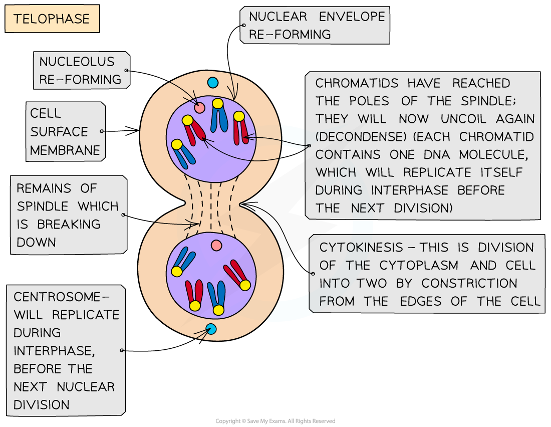 Diagram of telophase showing two cells with re-forming nuclei, nucleolus, and cell membranes. Notes explain chromatid uncoiling and cytokinesis.
