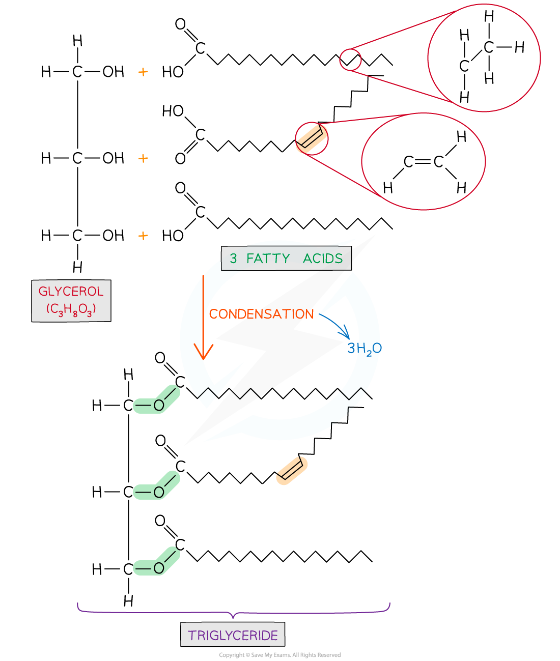 Diagram showing glycerol reacting with three fatty acids through condensation to form a triglyceride, releasing three water molecules.