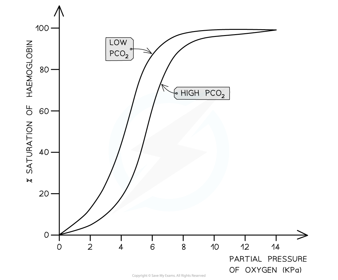 Graph showing haemoglobin saturation vs partial pressure of oxygen. Two curves are labelled; "Low PCO2" higher, "High PCO2" lower.