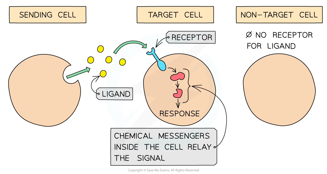 Diagram showing a sending cell releasing a ligand to a target cell with a receptor causing a response. Non-target cell lacks receptor.