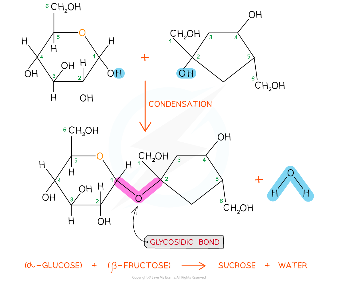 Chemical reaction diagram showing glucose and fructose forming sucrose and water via condensation, highlighting the glycosidic bond.