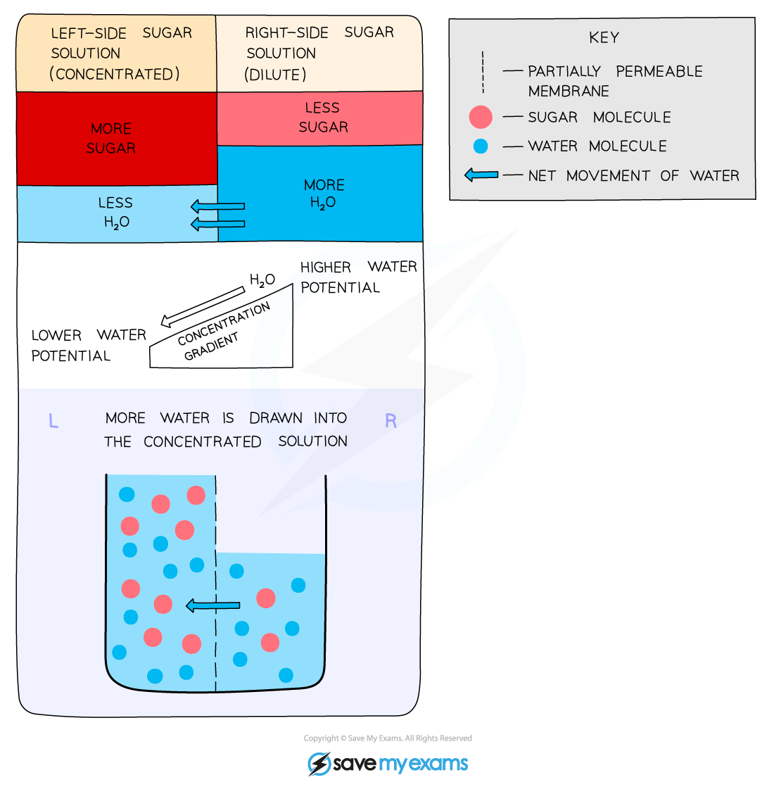 Diagram shows osmosis: water moves from dilute to concentrated sugar solution across a membrane. Key explains symbols for molecules and water movement.