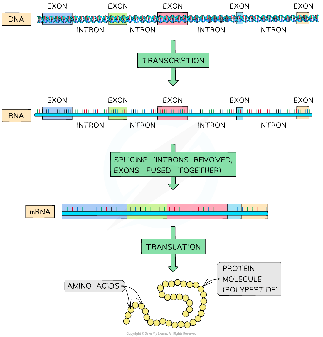 Diagram showing genetic process: DNA transcription to RNA, intron removal, exon fusion, mRNA translation to amino acids, forming a protein chain.