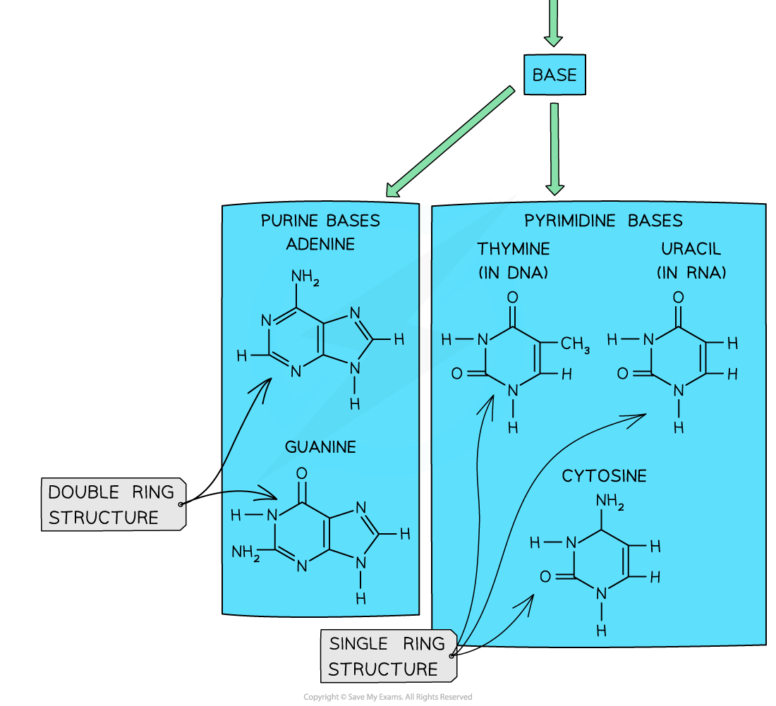Diagram of DNA bases: Purines (adenine, guanine) with a double-ring structure; pyrimidines (thymine, cytosine, uracil) with a single-ring structure.