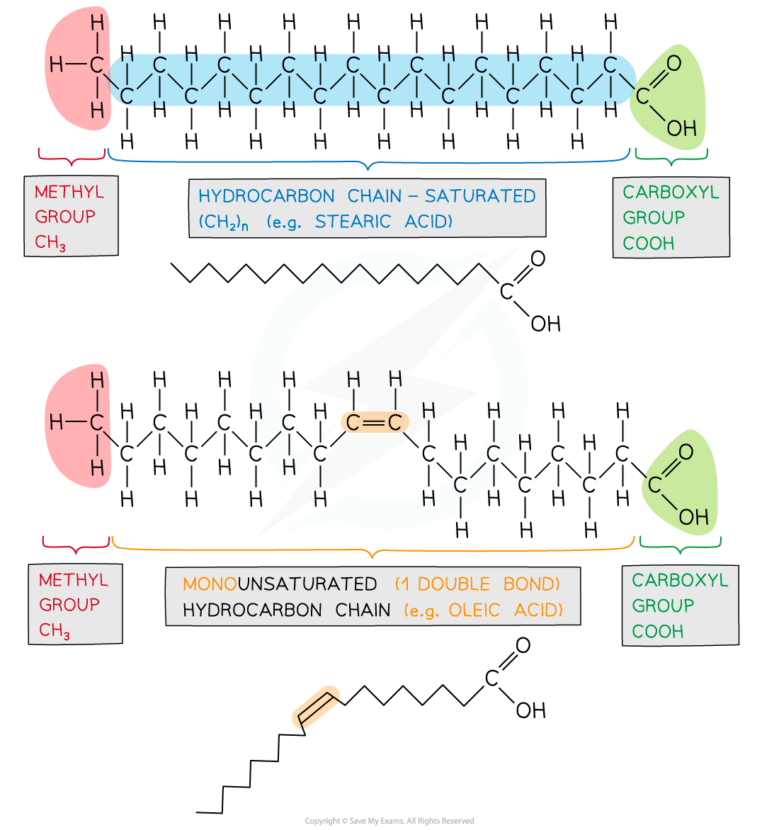 Diagram comparing saturated (e.g., stearic acid) and monounsaturated (e.g., oleic acid) hydrocarbon chains, showing methyl and carboxyl groups.