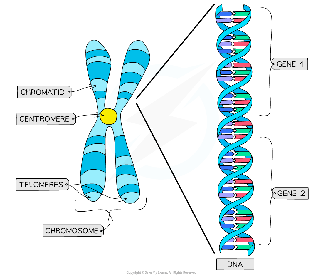 Diagram of a chromosome showing chromatids, centromere, and telomeres. DNA is illustrated, highlighting gene sections labelled Gene 1 and Gene 2.