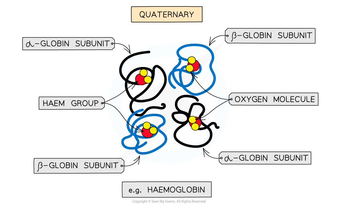 Diagram of a haemoglobin molecule's quaternary structure, showing alpha and beta-globin subunits, haem groups, and bound oxygen molecules.