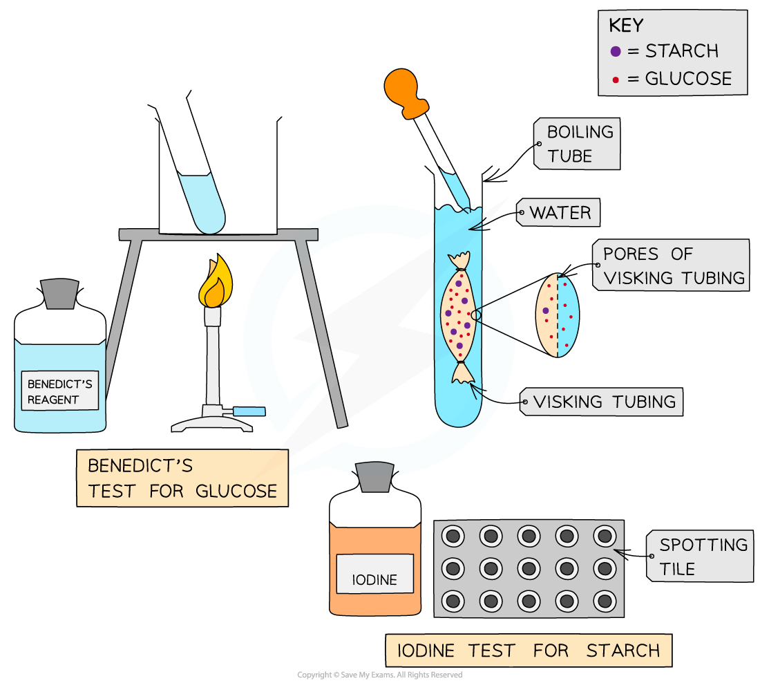 Diagram showing Benedict's test for glucose and iodine test for starch, featuring Visking tubing in a boiling tube, Bunsen burner, and reagent bottles.