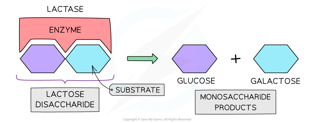 Diagram of lactase enzyme breaking down lactose disaccharide into glucose and galactose monosaccharides, showing substrate and product labels.