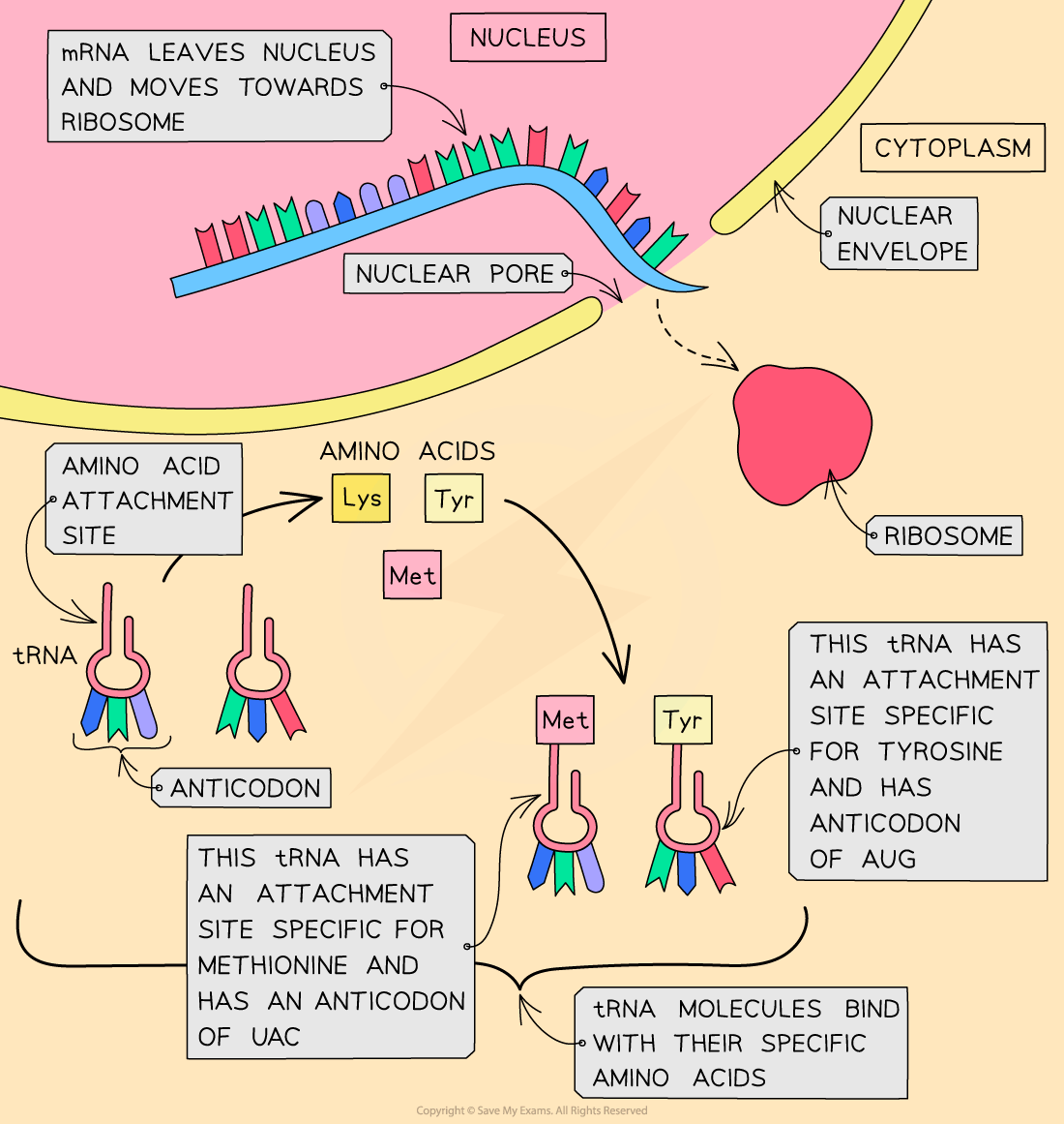 Diagram illustrating mRNA leaving the nucleus via a nuclear pore to reach the ribosome. tRNA binds specific amino acids, Met and Tyr, based on anticodons.
