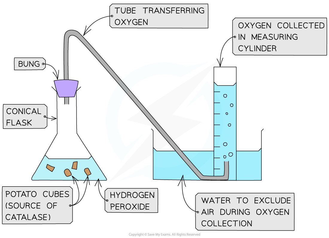 Diagram of a conical flask with potato cubes and hydrogen peroxide, connected to a tube collecting oxygen in a water-filled measuring cylinder.