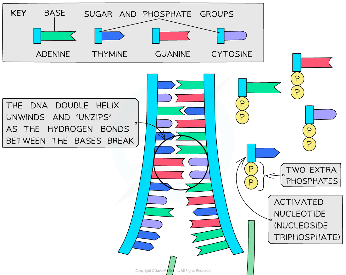Diagram of DNA replication showing unwinding helix, breaking hydrogen bonds, base pairing with key, and activated nucleotides with extra phosphates.