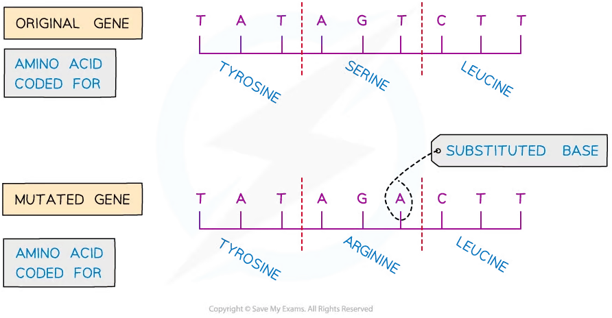 Gene sequence comparison showing an original and mutated gene. Original sequence codes for tyrosine, serine, leucine; mutation yields tyrosine, arginine, leucine.
