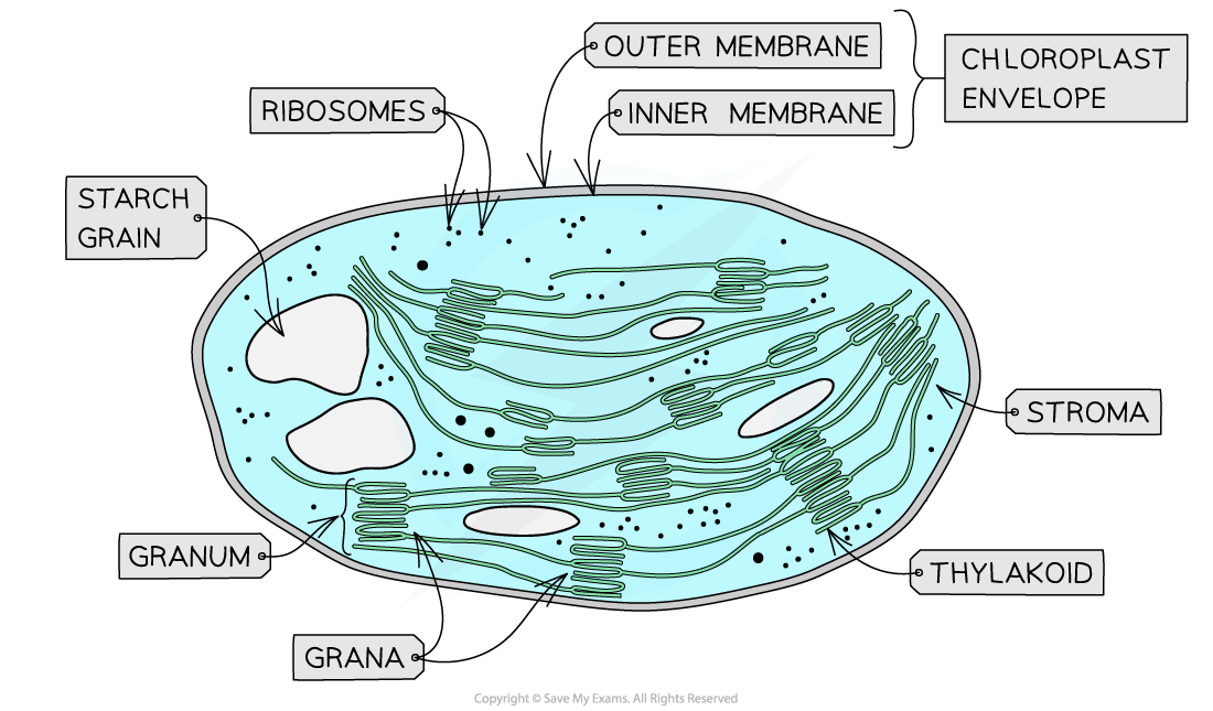 Diagram of a chloroplast with labelled parts: outer and inner membranes, ribosomes, starch grain, stroma, granum, grana, and thylakoid.