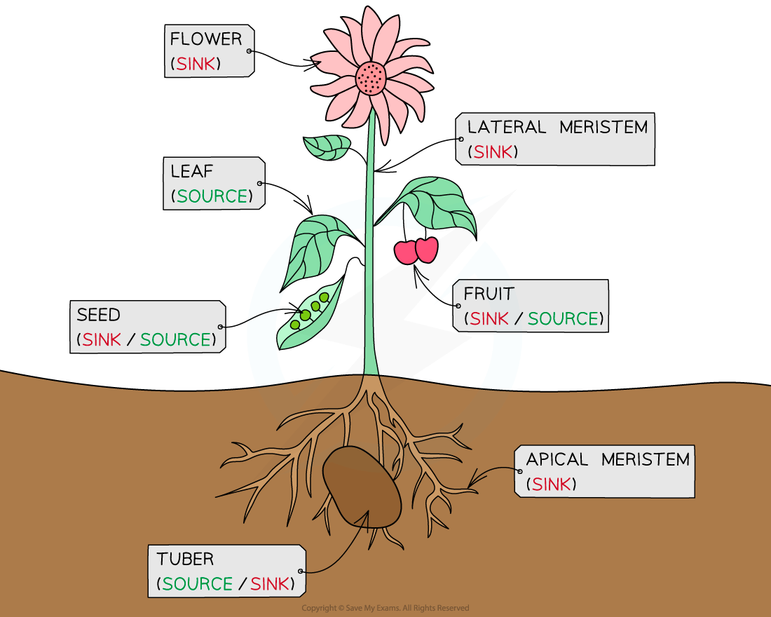 Diagram of a plant showing parts labelled as sink or source: flower, lateral and apical meristems as sinks; leaf as source; seed, fruit, tuber as both.