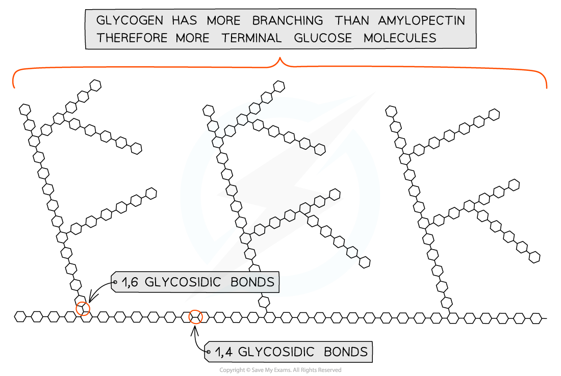 Diagram shows glycogen's branching structure, highlighting 1,4 and 1,6 glycosidic bonds. Text notes more branching than amylopectin.