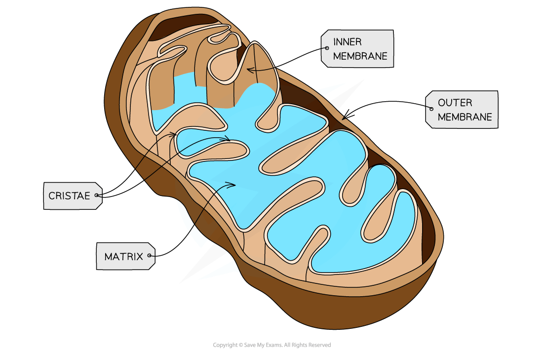 Cross-section through a mitochondrion