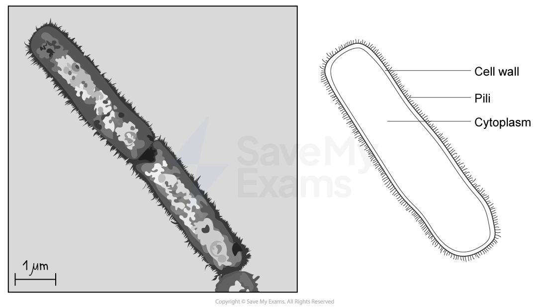 Illustration of a bacterial cell showing the cell wall, pili, and cytoplasm. The scale bar is 1 micrometre.