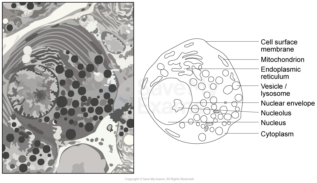 Electron micrograph of an animal cell alongside a labelled diagram indicating cell surface, mitochondrion, endoplasmic reticulum, vesicle, nucleus, and cytoplasm.