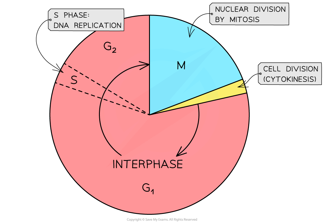 Pie chart depicting the cell cycle. Interphase includes G1, S for DNA replication, G2. M phase shows nuclear division and cytokinesis.