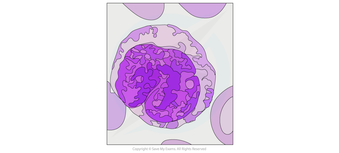 Diagram of a purple-stained monocyte in a blood smear, showcasing lobed nucleus and granulated cytoplasm on a light background with circular patterns.