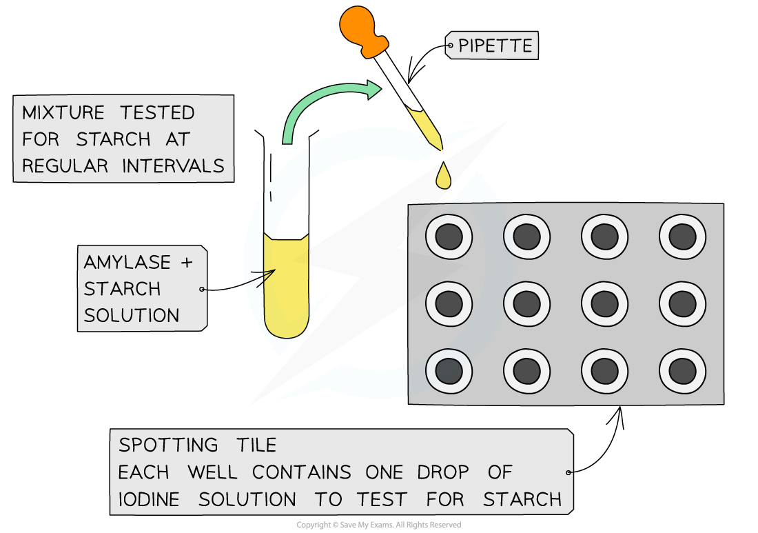 Diagram of a starch test using amylase. A pipette transfers the solution to a spotting tile with iodine, which indicates starch presence at intervals.