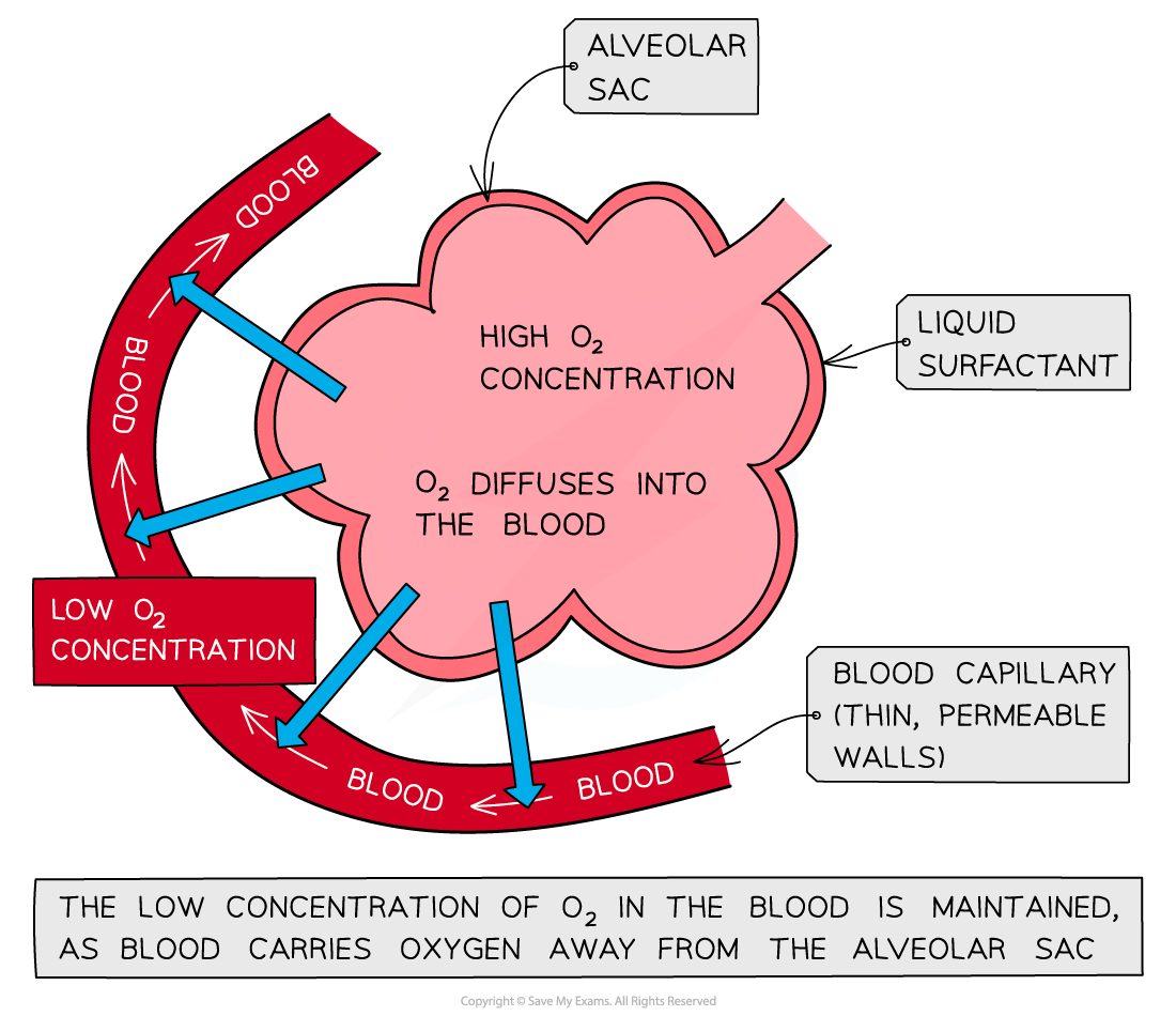 Diagram of an alveolar sac showing oxygen diffusion into blood. Labels include alveolar sac, liquid surfactant, and blood capillary with arrows.