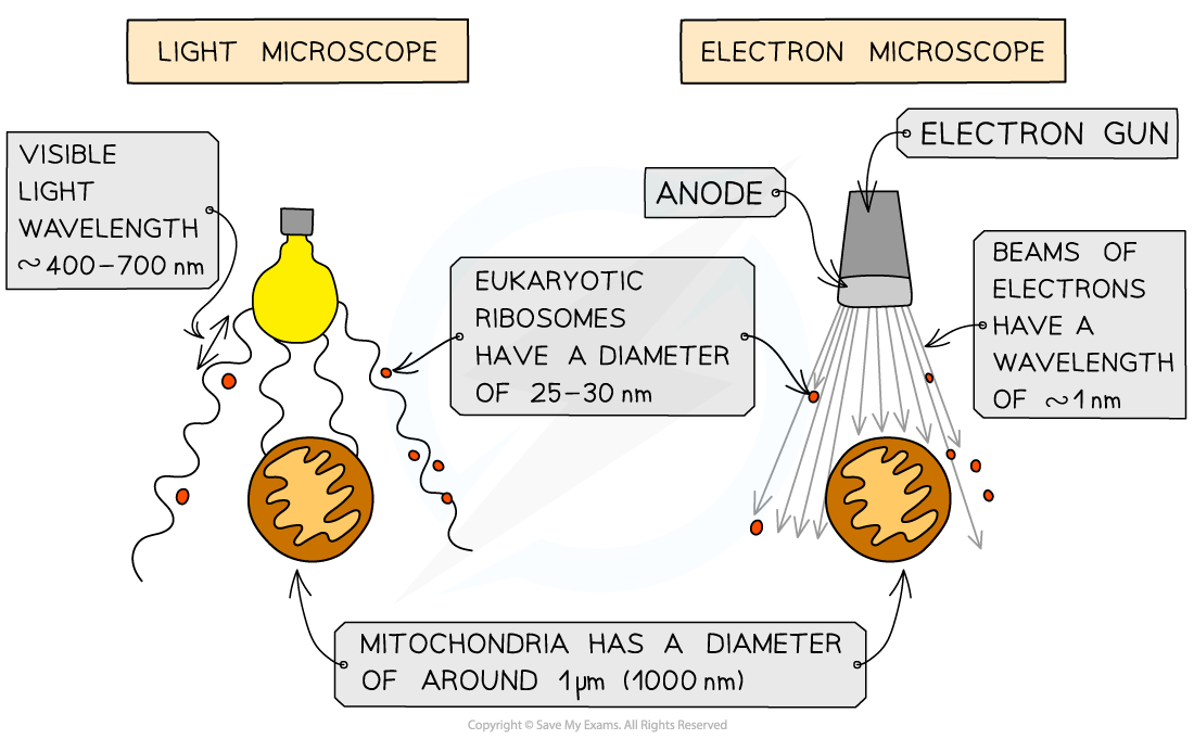 Diagram comparing light and electron microscopes; includes details on wavelengths and sizes, such as ribosomes and mitochondria, with annotations.