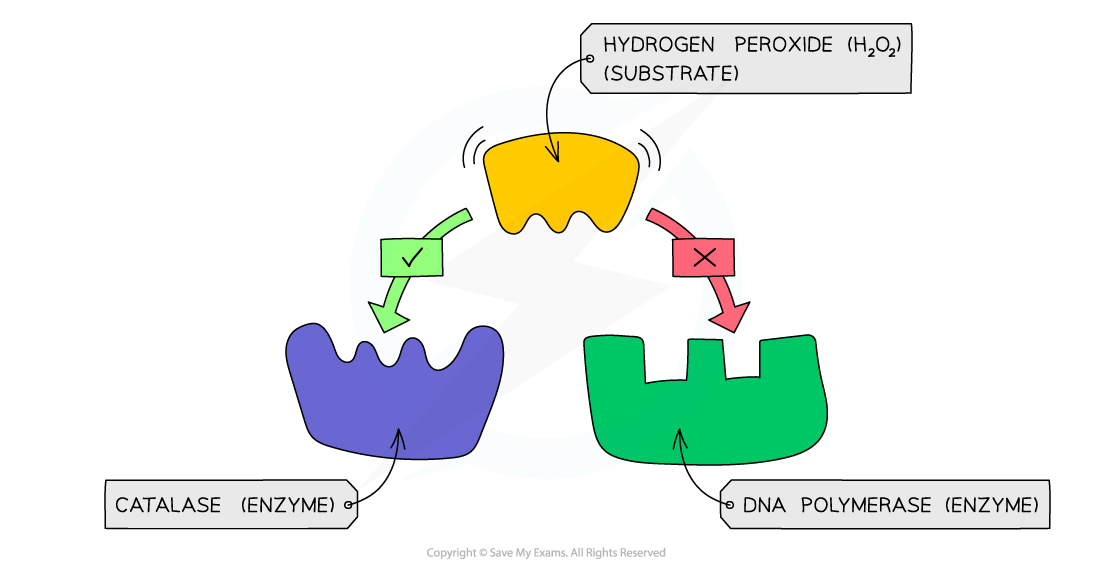 Diagram showing hydrogen peroxide as a substrate fitting into catalase enzyme, but not fitting into DNA polymerase enzyme, illustrating enzyme specificity.