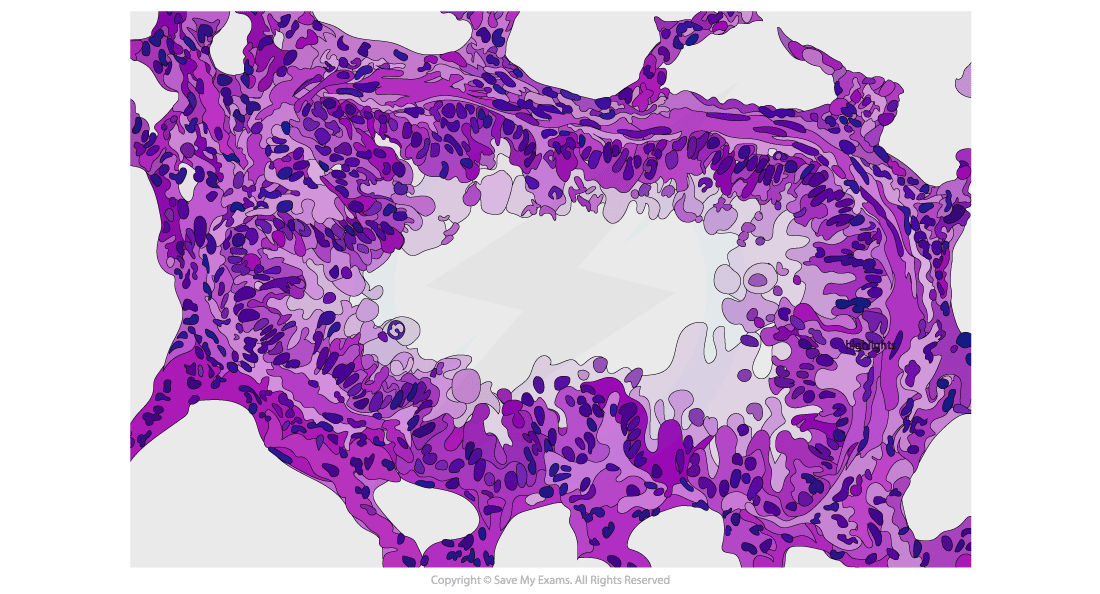A photomicrograph showing bronchiole tissues in the gas exchange system