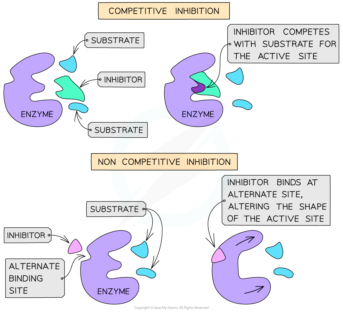 Diagram illustrating competitive and non-competitive enzyme inhibition with labels for enzyme, substrate, and inhibitor interactions at active or alternate sites.
