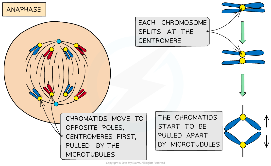 Diagram of anaphase showing chromatids moving to opposite poles, splitting at centromeres, and being pulled by microtubules with descriptive labels.