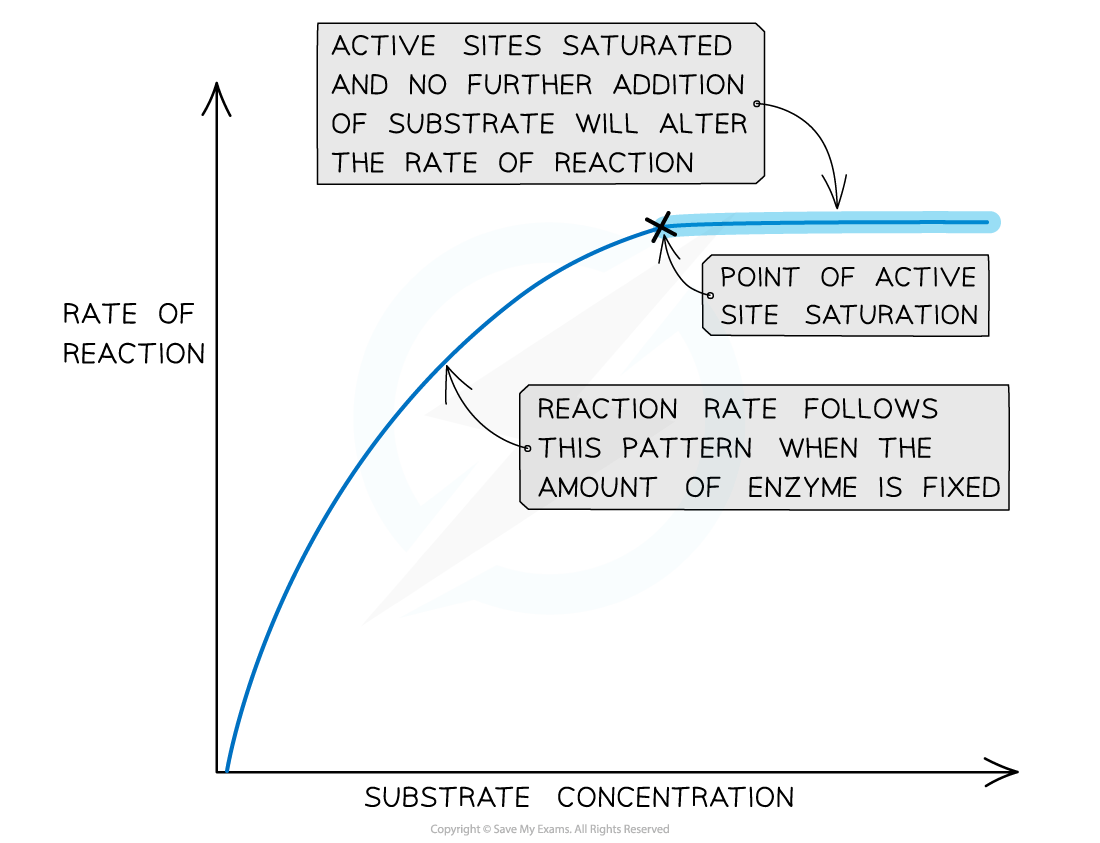 Graph showing reaction rate against substrate concentration. Curve rises, then plateaus indicating enzyme saturation. Text explains active site saturation.