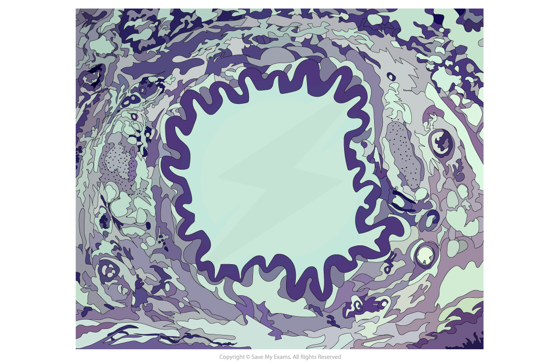 A light micrograph image showing tissue of the bronchi in cross section