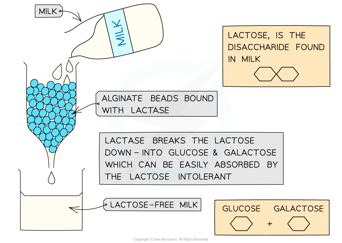 Diagram of milk being poured through alginate beads with lactase, breaking lactose into glucose and galactose, producing lactose-free milk.
