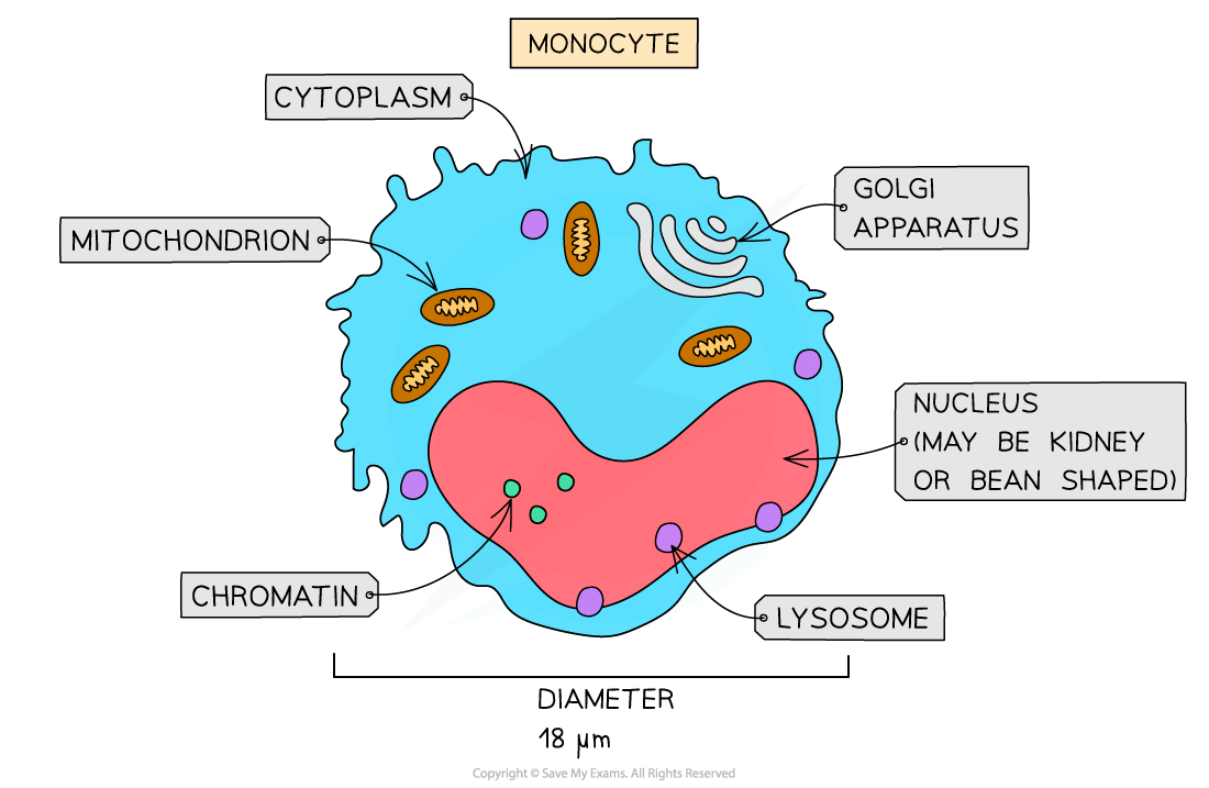 Diagram of a monocyte with labelled parts: nucleus, cytoplasm, mitochondrion, chromatin, Golgi apparatus, lysosome; diameter 18 μm.