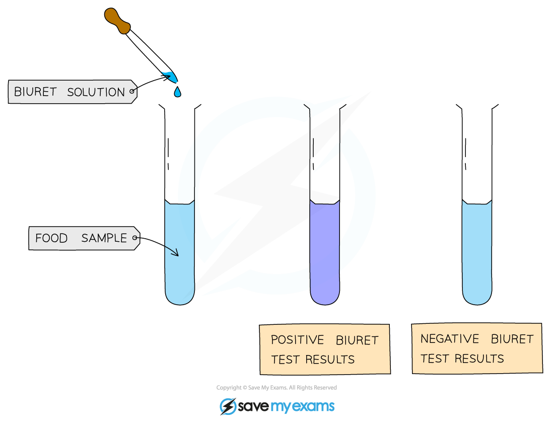 Diagram showing the Biuret test on a food sample; a pipette adds Biuret solution, with tubes showing positive (purple) and negative (blue) results.