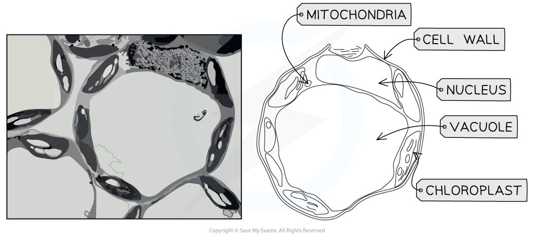 Electron micrograph of a plant cell with labelled parts: mitochondria, cell wall, nucleus, vacuole, and chloroplasts, alongside a microscopic view.