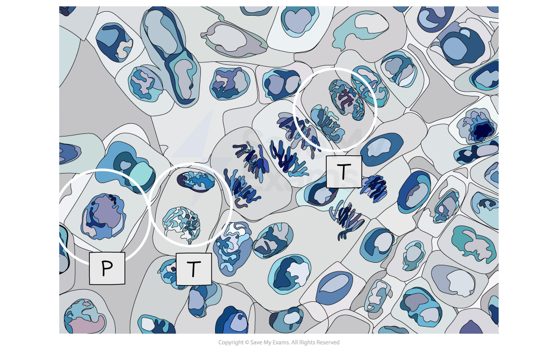 Micrograph showing cells in various stages of division with labels "P" and "T," featuring blue and purple shapes indicating different cell structures.