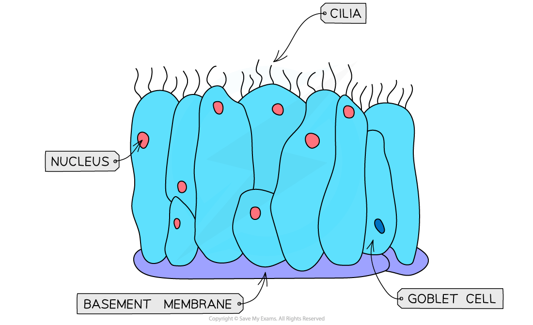 Diagram of ciliated epithelial cells showing labelled cilia, nucleus, goblet cells with mucus, and basement membrane in blue and purple hues.