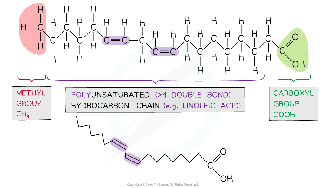 Chemical diagram of a polyunsaturated fatty acid, showing a methyl group, hydrocarbon chain with double bonds, and a carboxyl group labelled.