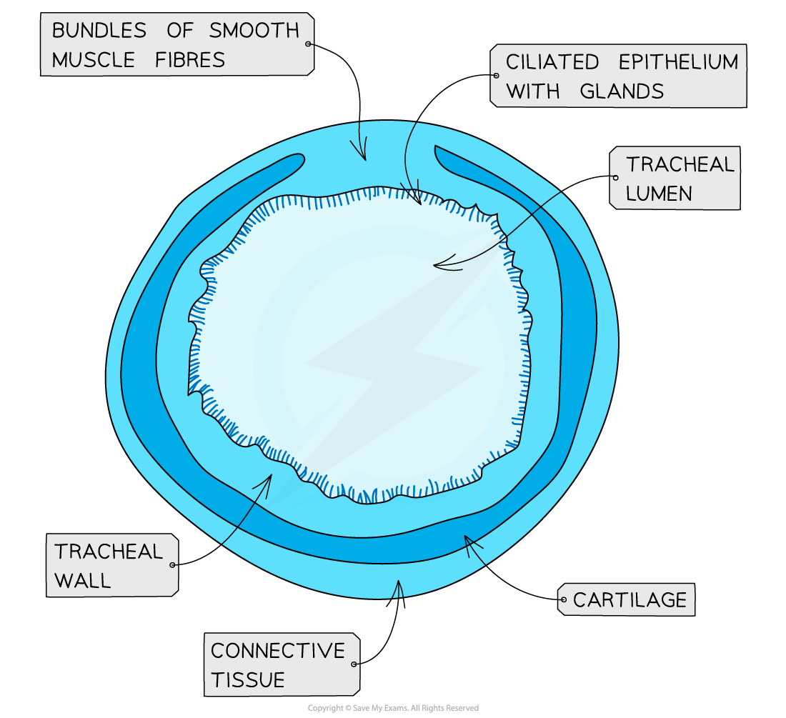 Cross-section diagram of the trachea showing labels for smooth muscle fibres, ciliated epithelium with glands, lumen, wall, cartilage, and connective tissue.