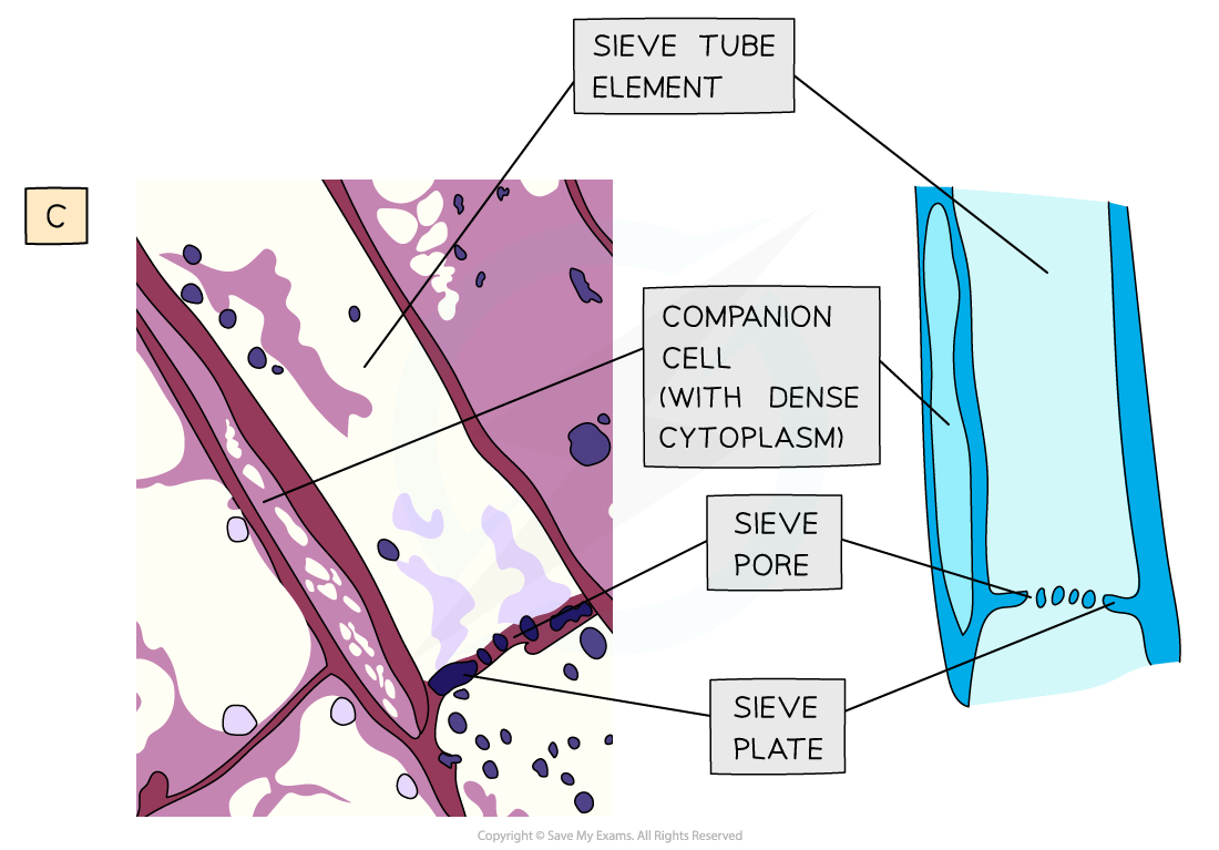Diagram of a plant phloem showing sieve tube elements, companion cells, sieve pores, and sieve plates, labelled with arrows and boxed text.